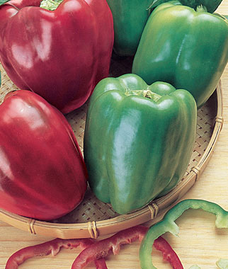 Cal Wonder Pepper  Capsicum annuum Cal Wonder